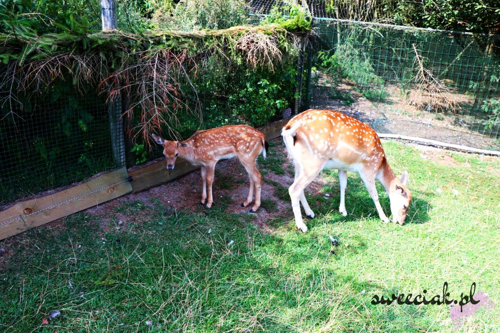 Park Dzikich Zwierząt w Kadzidłowie - wspaniała, dzika przygoda